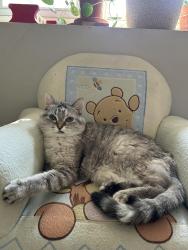 Reunited Female Cat last seen 71st street and 13th Ave , Richfield, MN 55423
