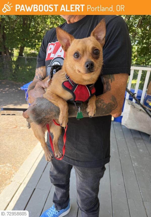Found/Stray Male Dog last seen SE Stark & 148th Ave. Portland, OR 97233, Portland, OR 97233