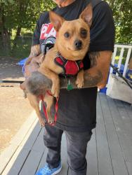 Found/Stray Male Dog last seen SE Stark & 148th Ave. Portland, OR 97233, Portland, OR 97233