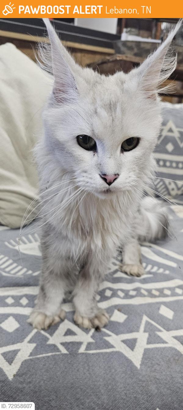 Found/Stray Unknown Cat last seen Bluebird rd, Lebanon, TN 37087