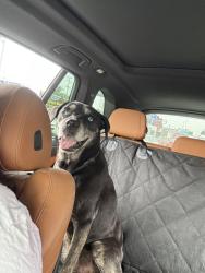 Found/Stray Male Dog last seen Chulita Mexican restaurant, Los Angeles, CA 90291