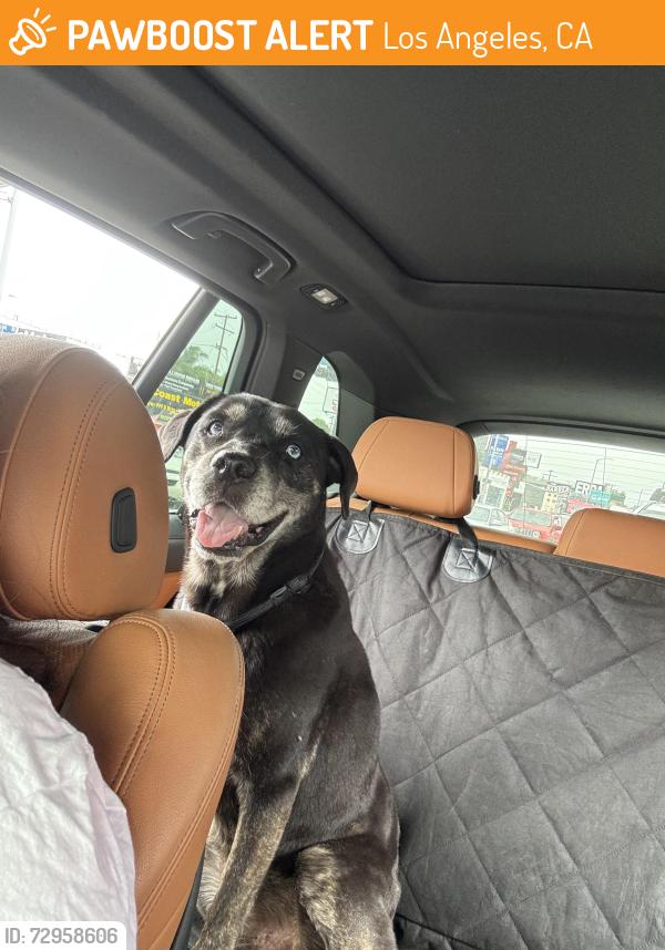 Found/Stray Male Dog last seen Chulita Mexican restaurant, Los Angeles, CA 90291