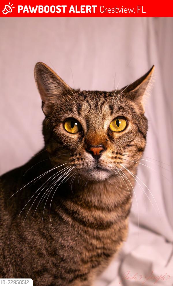 Lost Male Cat last seen Overview Dr & Oriole Pl, in Grandview Heights subdivision, Crestview, FL 32539