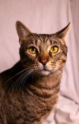 Lost Male Cat last seen Overview Dr & Oriole Pl, in Grandview Heights subdivision, Crestview, FL 32539