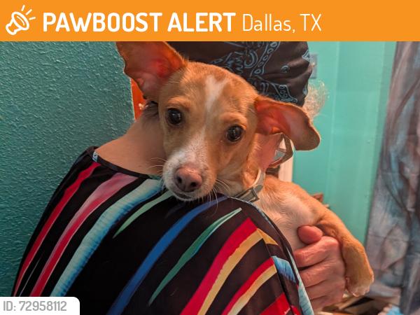 Found/Stray Female Dog last seen Utica and Huttig Ave , Dallas, TX 75217