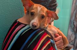 Found/Stray Female Dog last seen Utica and Huttig Ave , Dallas, TX 75217