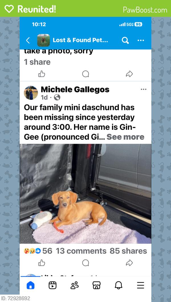 Reunited Female Dog last seen Behymer & Willow , Clovis, CA 93730
