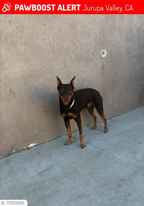 Lost Male Dog last seen 42nd st and Riverview, Jurupa Valley, CA 92509