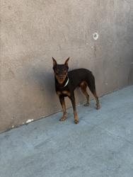 Lost Male Dog last seen 42nd st and Riverview, Jurupa Valley, CA 92509