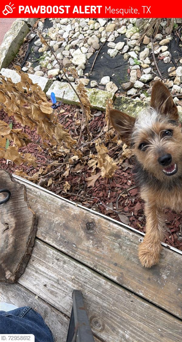 Lost Male Dog last seen Bruton rd, Mesquite, TX 75149
