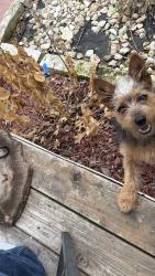 Lost Male Dog last seen Bruton rd, Mesquite, TX 75149