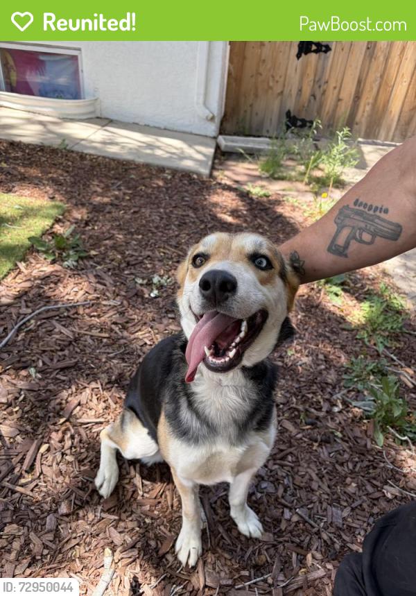 Reunited Female Dog last seen Saratoga & Caplulin, Colorado Springs, CO 80910