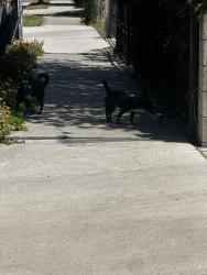 Found/Stray Male Dog last seen Shelton street and W 2nd st, Santa Ana, CA 92703