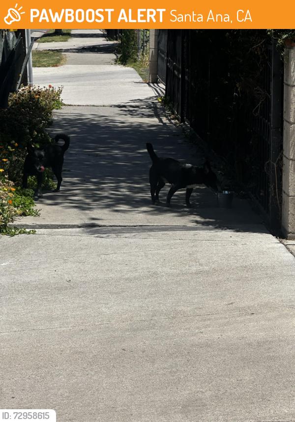 Found/Stray Male Dog last seen Shelton street and W 2nd st, Santa Ana, CA 92703