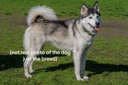 Reunited Unknown Dog last seen At the top of Heritage Peak Road running into the trail, Coquitlam, BC V3E 3L1