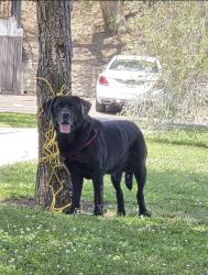 Reunited Male Dog last seen Hillcrest Park near the Red Cross Building, Fullerton, CA 92832
