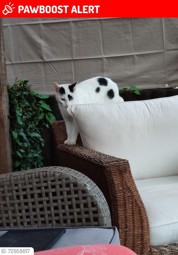 Lost Female Cat last seen Near Shenley Wood, Medbourne, England MK5 6FE
