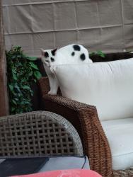 Lost Female Cat last seen Near Shenley Wood, Medbourne, England MK5 6FE