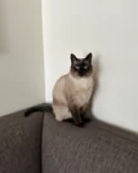 Lost Female Cat last seen Near beaver cress, Dartmouth, NS B2V 1C9