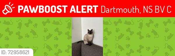 Lost Female Cat last seen Near beaver cress, Dartmouth, NS B2V 1C9