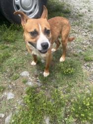 Shelter Stray Male Dog last seen Near W T LN EASLEY, SC 29640, PICKENS COUNTY, SC, Pickens, SC 29671