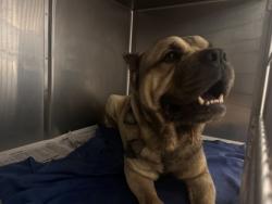 Shelter Stray Male Dog last seen Near Crater Lake Dr, 70814, LA, Baton Rouge, LA 70820