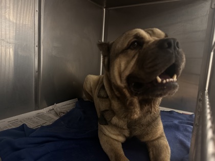 Shelter Stray Male Dog last seen Near Crater Lake Dr, 70814, LA, Baton Rouge, LA 70820