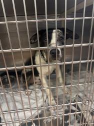 Shelter Stray Male Dog last seen Near SULLIVAN RD, 70818, LA, Baton Rouge, LA 70820