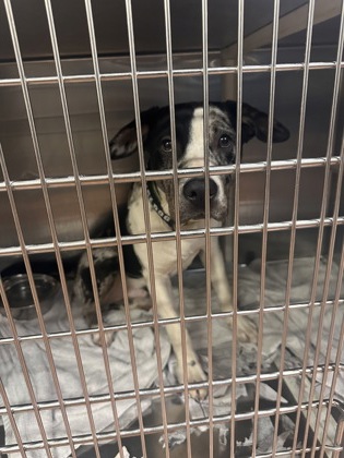 Shelter Stray Male Dog last seen Near SULLIVAN RD, 70818, LA, Baton Rouge, LA 70820