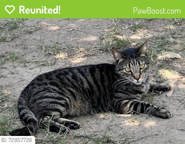 Reunited Male Cat last seen Near W Francisquito Ave, La Puente, CA 91746, USA, La Puente, CA 91746