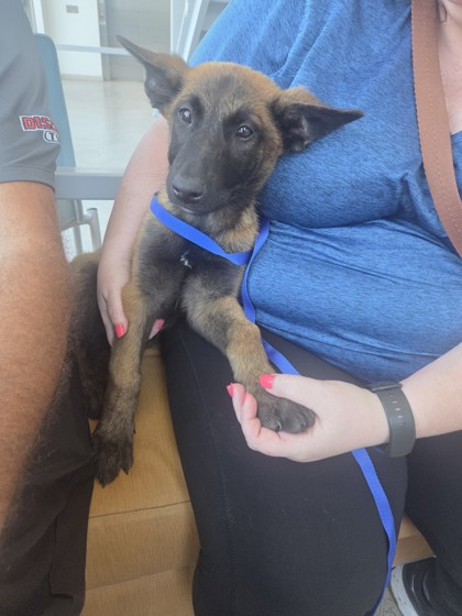 Shelter Stray Female Dog last seen , TX , Fort Worth, TX 76119