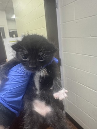 Shelter Stray Male Cat last seen Near Omega ct, 70714, LA, Baton Rouge, LA 70820