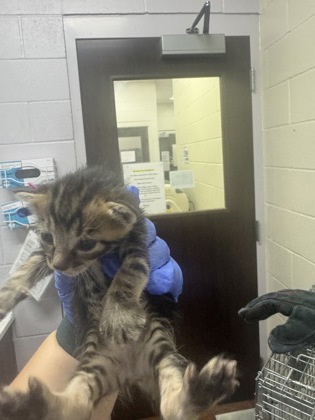 Shelter Stray Female Cat last seen Near Omega ct, 70714, LA, Baton Rouge, LA 70820