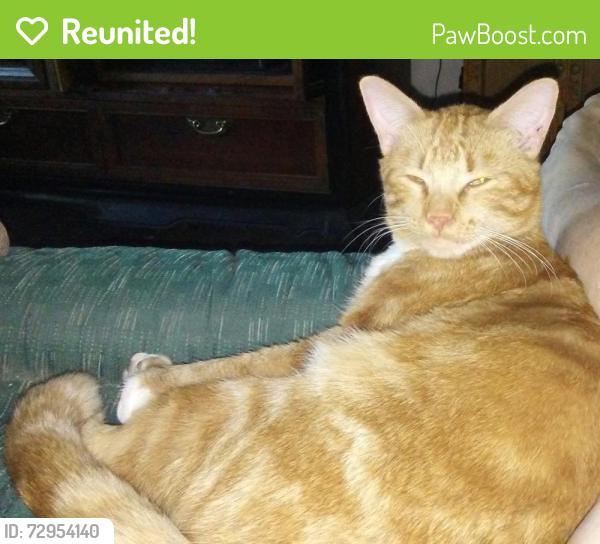 Reunited Male Cat last seen Apopka and Harvard, Inverness Highlands South, FL 34452