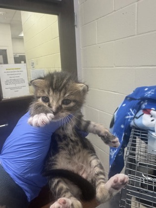 Shelter Stray Male Cat last seen Near Omega ct, 70714, LA, Baton Rouge, LA 70820
