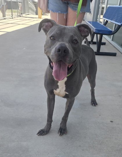 Shelter Stray Male Dog last seen , TX , Fort Worth, TX 76119
