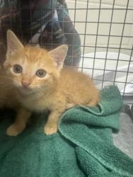 Shelter Stray Female Cat last seen Florida blvd, Ponderosa and old hammond, 70819, LA, Baton Rouge, LA 70820