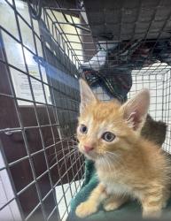 Shelter Stray Male Cat last seen Florida blvd, Ponderosa and old hammond, 70819, LA, Baton Rouge, LA 70820