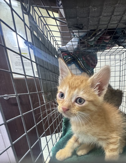 Shelter Stray Male Cat last seen Florida blvd, Ponderosa and old hammond, 70819, LA, Baton Rouge, LA 70820