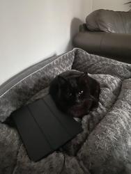 Lost Male Cat last seen est on havant road a few mins from the tescos, Havant Rd, England 