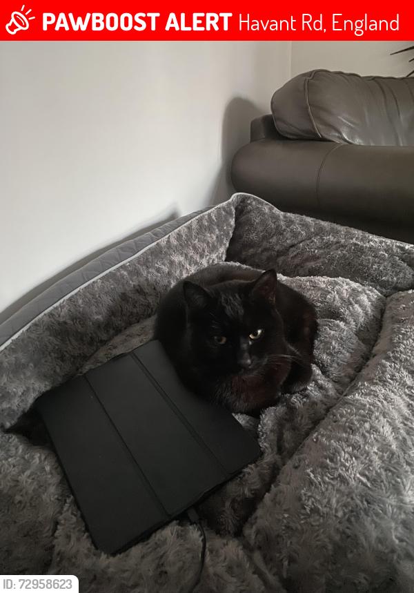 Lost Male Cat last seen est on havant road a few mins from the tescos, Havant Rd, England 
