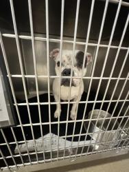 Shelter Stray Male Dog last seen DeSoto, TX 75115, Cedar Hill, TX 75104