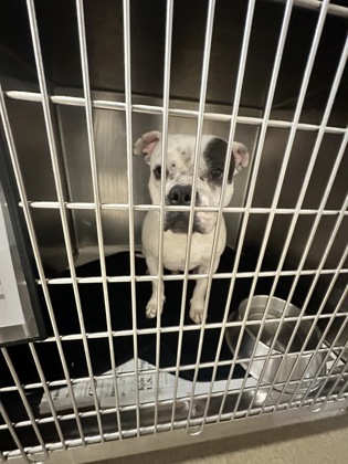 Shelter Stray Male Dog last seen DeSoto, TX 75115, Cedar Hill, TX 75104