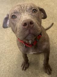 Shelter Stray Male Dog last seen Near Caine, 4th District, OH, Cleveland, OH 44102