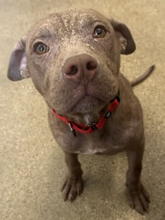 Shelter Stray Male Dog last seen Near Caine, 4th District, OH, Cleveland, OH 44102
