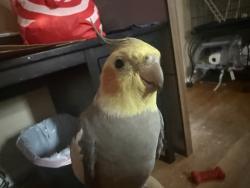 Lost Male Bird last seen Near falmouth dr El Cajon ca 92020, El Cajon, CA 92020
