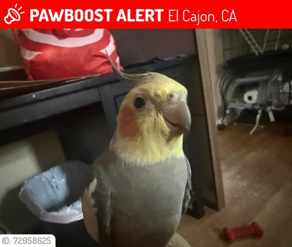 Lost Male Bird last seen Near falmouth dr El Cajon ca 92020, El Cajon, CA 92020