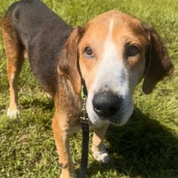 Shelter Stray Male Dog last seen College Station, TX , Bryan, TX 77807
