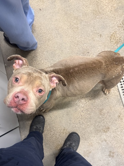 Shelter Stray Male Dog last seen Cleveland, OH 44103, Cleveland, OH 44102