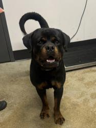 Shelter Stray Male Dog last seen Cleveland Heights, OH 44112, Cleveland, OH 44102